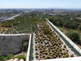View from above of cactus garden with many barrel cacti.