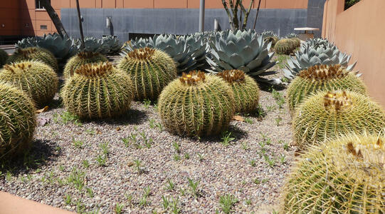 Several barrel cacti