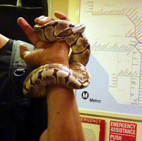 Man with snake wrapped around his hand and wrist.