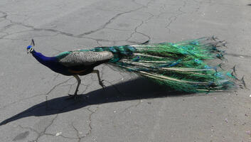 Peacock crossing street; tail not expanded