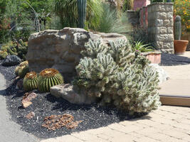Close view of barrel and brush cactus