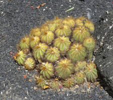 Small semi-spherical cacti