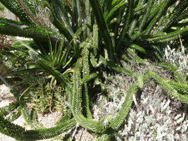 Cactus with long, almost leafy fronds
