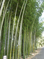 Stand of bamboo plants