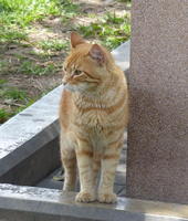 Peach and white feral cat, standing.