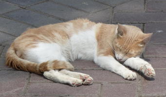 sleeping brown and white cat.