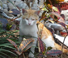 Orange/white kitten in vegetation