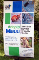 Sign for campaign to adopt feral cats