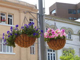 Flower baskets with blue and red flowers