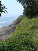 Cliff side with vegetation growing on it.