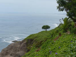 Lone tree on cliff side