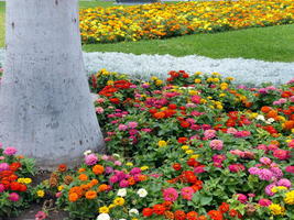 Flowers of different colors in Plaza Mayor