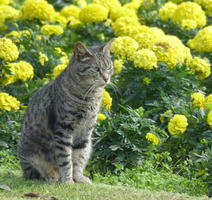 Tabby cat in foreground; yellow flowers in background.