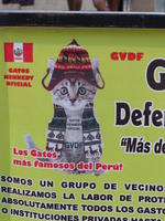 Poster with cat in traditional Peruvian garb