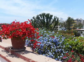 blue and red flowers, and cactus