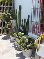 various cacti