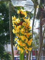 Yellow flowers hanging from lamp post