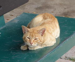 semi-alert orange cat on bench