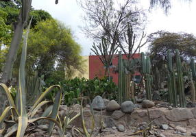 Stand of cactus