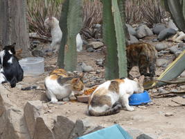 Five feral cats at food bowls