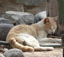 Sleeping orange and white cat