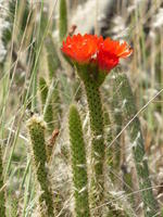 Red flower cactus bloom