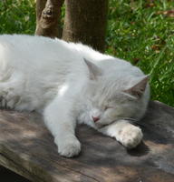 white cat asleep on bench
