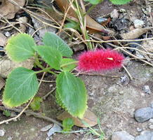 Very small red bottle brush plant