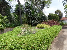 long view of shrubbery in garden