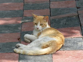 resting brown and white cat