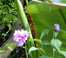 Purple flowers in front of large green leaf