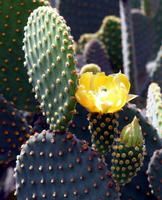 Yellow cactus bloom