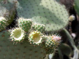 “cups” on cactus