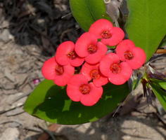Four-lobed red flowers