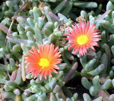 orange flowers w. yellow center
