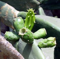 tiny cactus cups