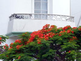 White balcony above tree with orange flowers