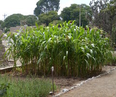 corn growing inside huaca