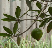 Green globular fruit of lucuma