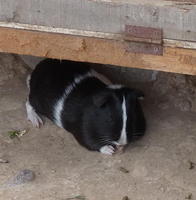Black guinea pig with white stripe around waist and down nose