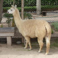 White hybrid alpaca/llama