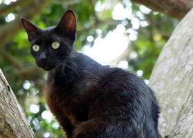 alert black kitten in tree