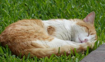 orange/white kitten asleep in grass