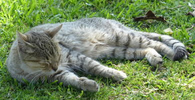 Gray tabby asleep in grass