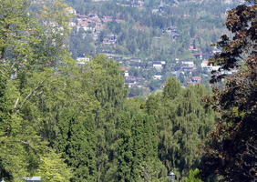 Trees in foreground, houses in background