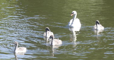 Swan and four cygnets