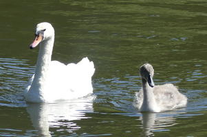 Closeup of swan and cygnet