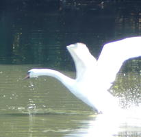 Swan taking flight