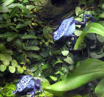 blue spotted frogs