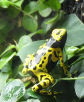 Yellow and black spotted frog